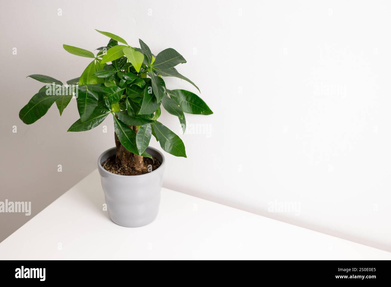 Una pianta Pachira aquatica che cresce in una pentola grigia in piedi su un tavolo da comò bianco in una stanza di casa Foto Stock