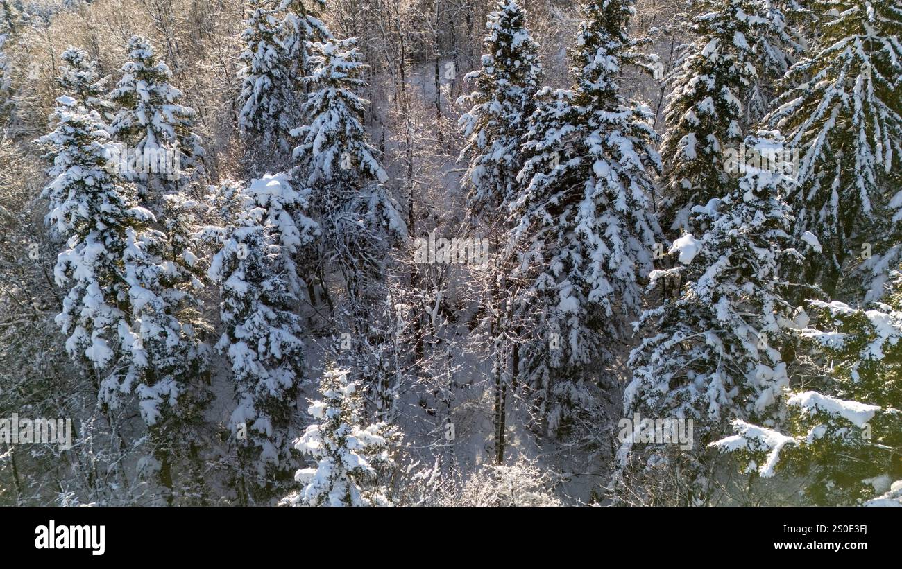 Una tranquilla vista aerea di una fitta pineta ricoperta di neve, con la luce del sole che filtra tra gli alberi. I dettagli intricati dei rami innevati. Foto Stock