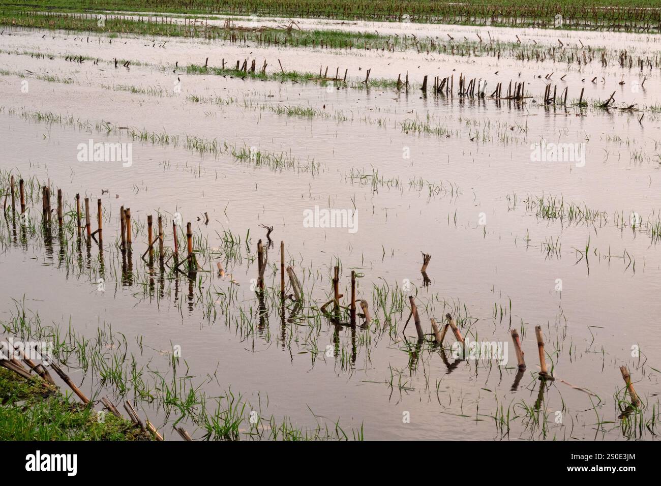 Campo di stoppia del mais allagato dopo un lungo periodo di pioggia Foto Stock