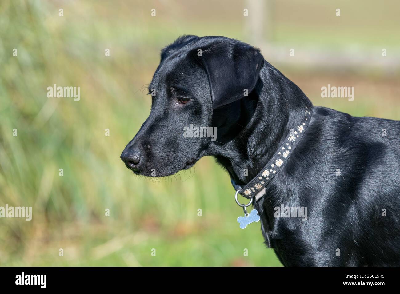 Ritratto di un simpatico cucciolo di Labrador nero in piedi in giardino Foto Stock