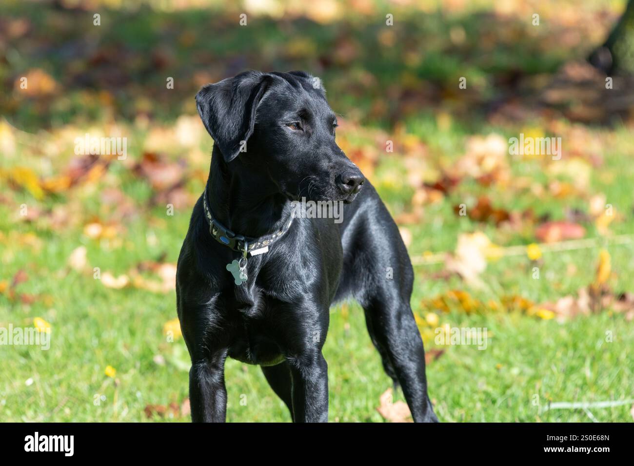 Ritratto di un simpatico cucciolo di Labrador nero in piedi in giardino Foto Stock