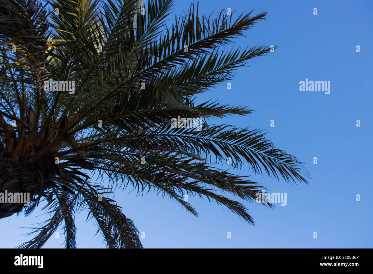 Un primo piano di rami di palme che si estendono verso un cielo azzurro. Le foglie verdi vibranti creano un'atmosfera tropicale e naturale. Foto Stock