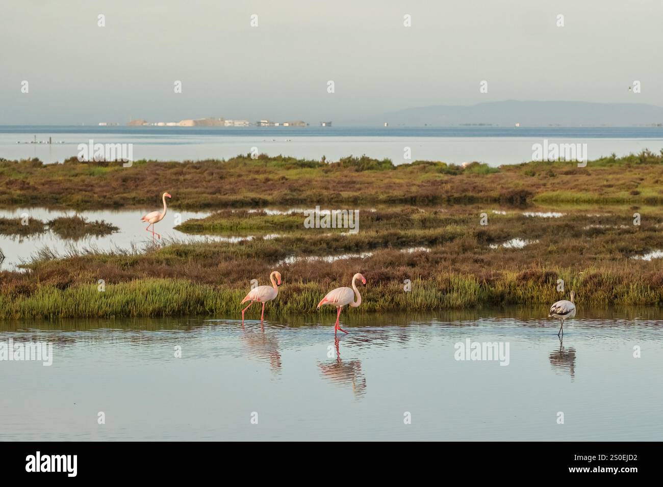 Bellissimo paesaggio con fenicotteri al Parco naturale Albufera a Valencia, Spagna. Foto Stock