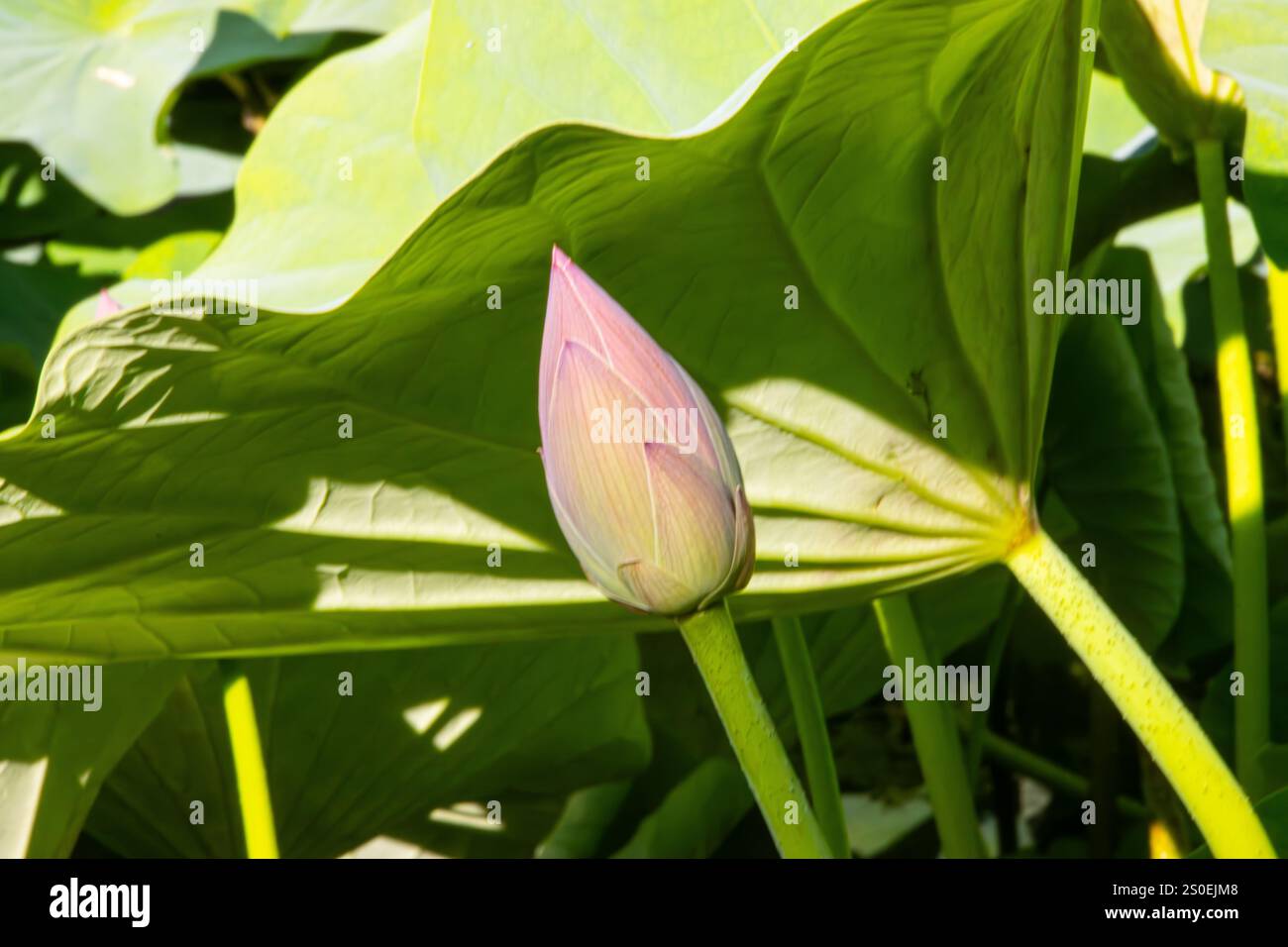 Primo piano di un bellissimo fiore di loto al Baile Felix di Oradea, Romania Foto Stock