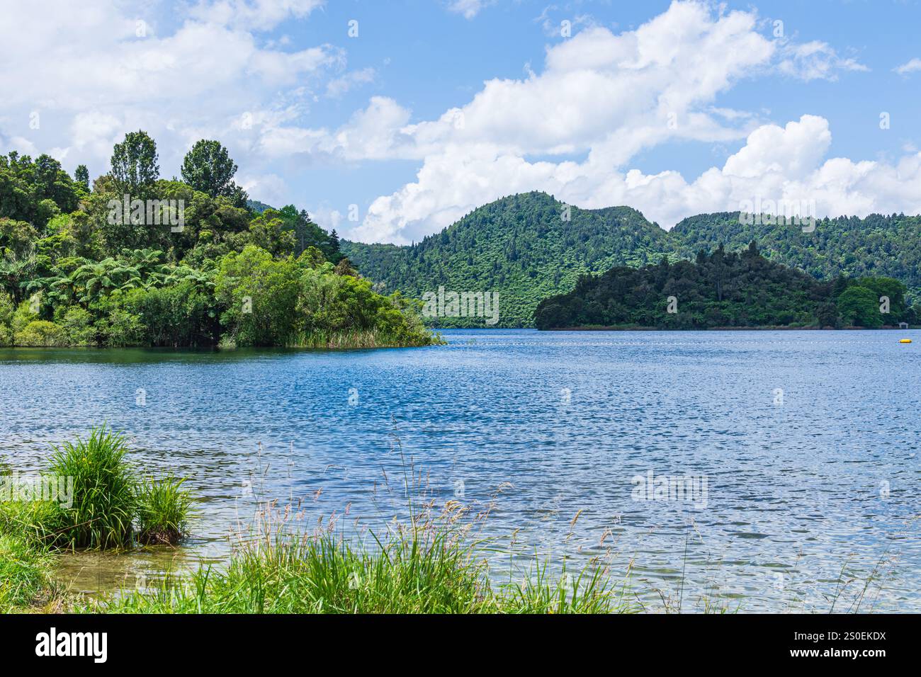 Le foreste native circondano il pittoresco lago Okareka nell'Isola del Nord della nuova Zelanda. Foto Stock