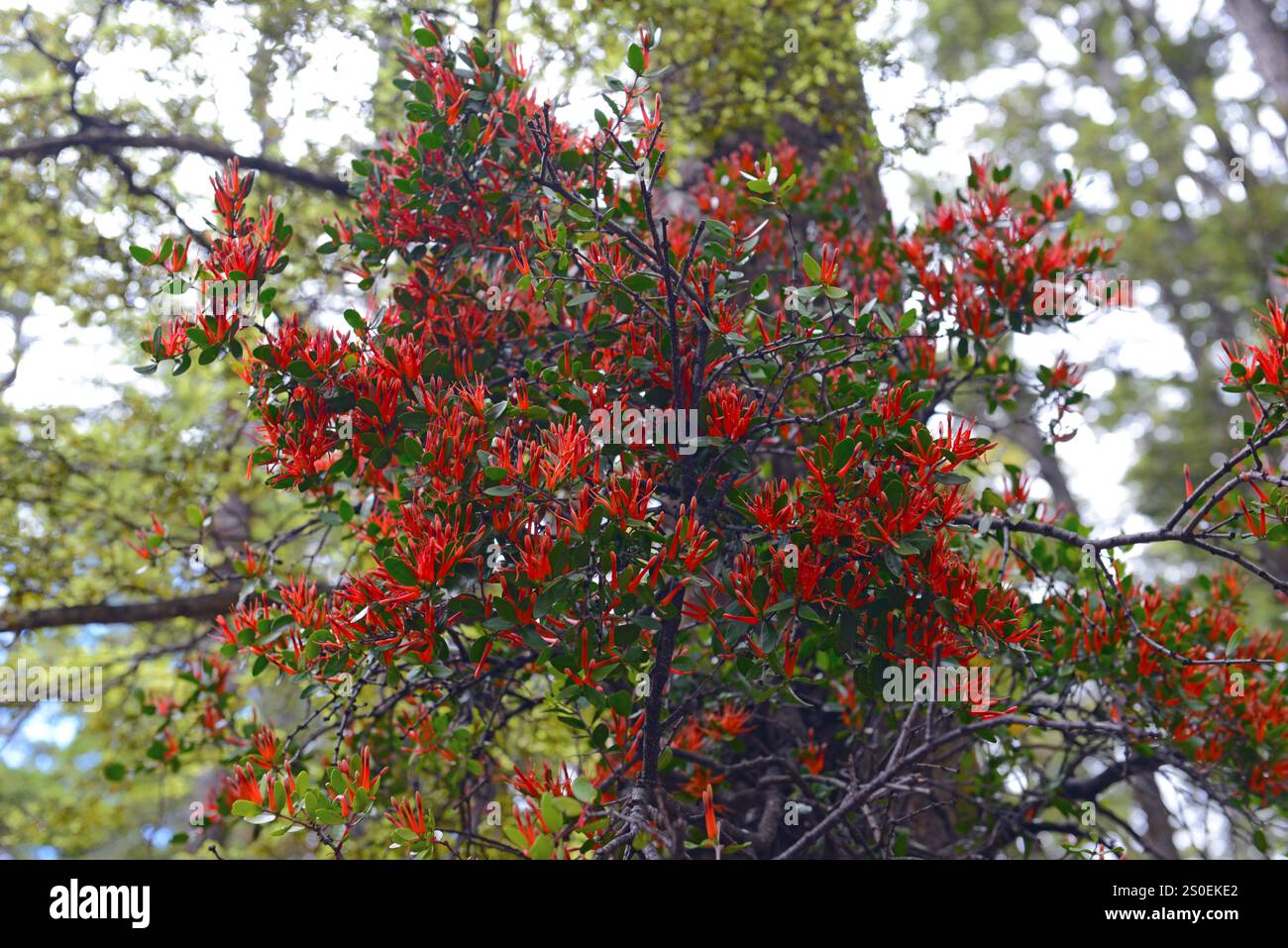 I fiori rossi di Peraxilla tetrapetala nella foresta di faggi a dicembre presso Arthurs Pass, South Island, nuova Zelanda Foto Stock