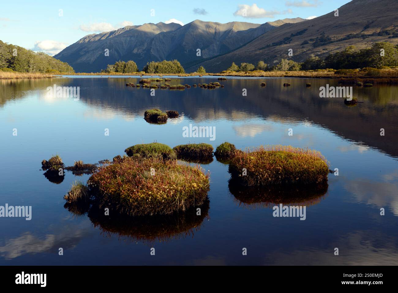 "Isole" erbose con drosera in un lago di montagna, o tarn, su Bealey Spur, Arthurs Pass, South Island, nuova Zelanda. Foto Stock