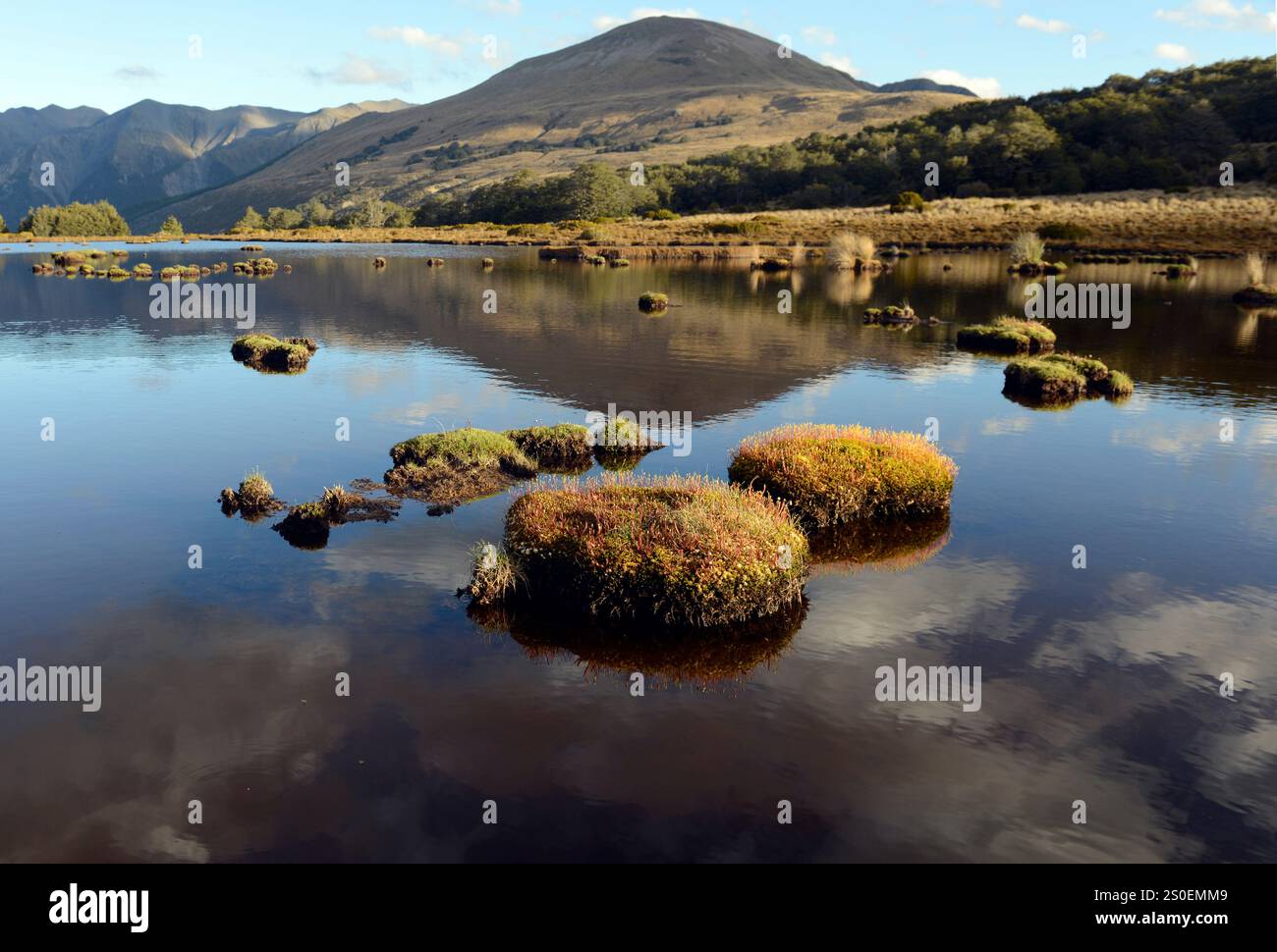 "Isole" erbose con drosera in un lago di montagna, o tarn, su Bealey Spur, Arthurs Pass, South Island, nuova Zelanda. Foto Stock