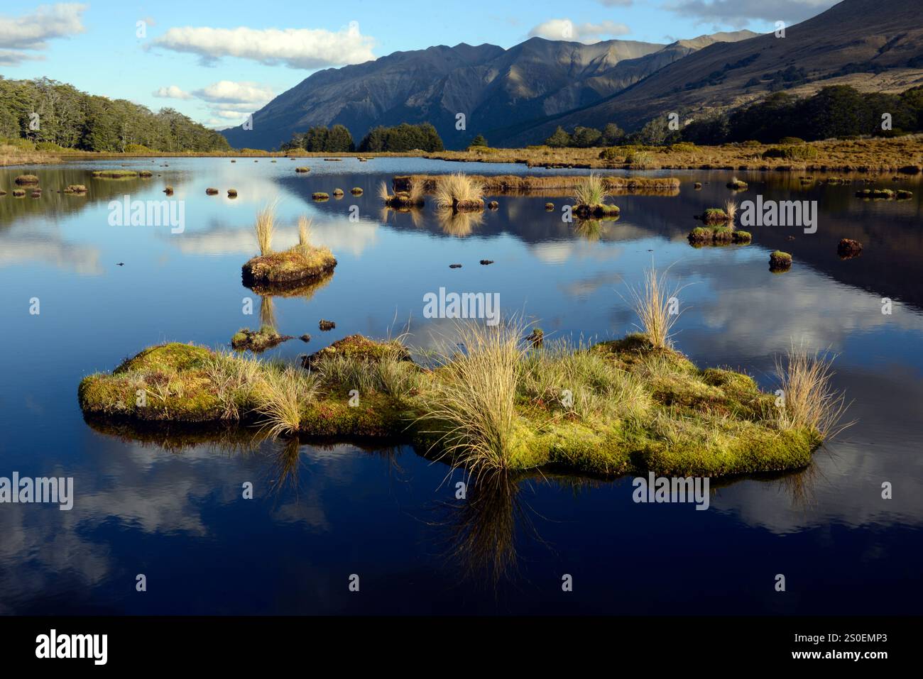 "Isole" erbose con drosera in un lago di montagna, o tarn, su Bealey Spur, Arthurs Pass, South Island, nuova Zelanda. Foto Stock