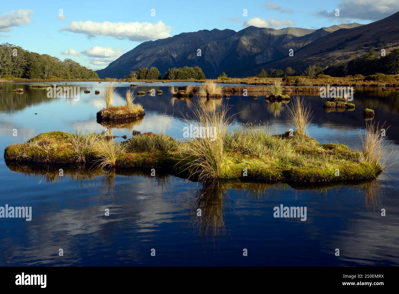 "Isole" erbose con drosera in un lago di montagna, o tarn, su Bealey Spur, Arthurs Pass, South Island, nuova Zelanda. Foto Stock