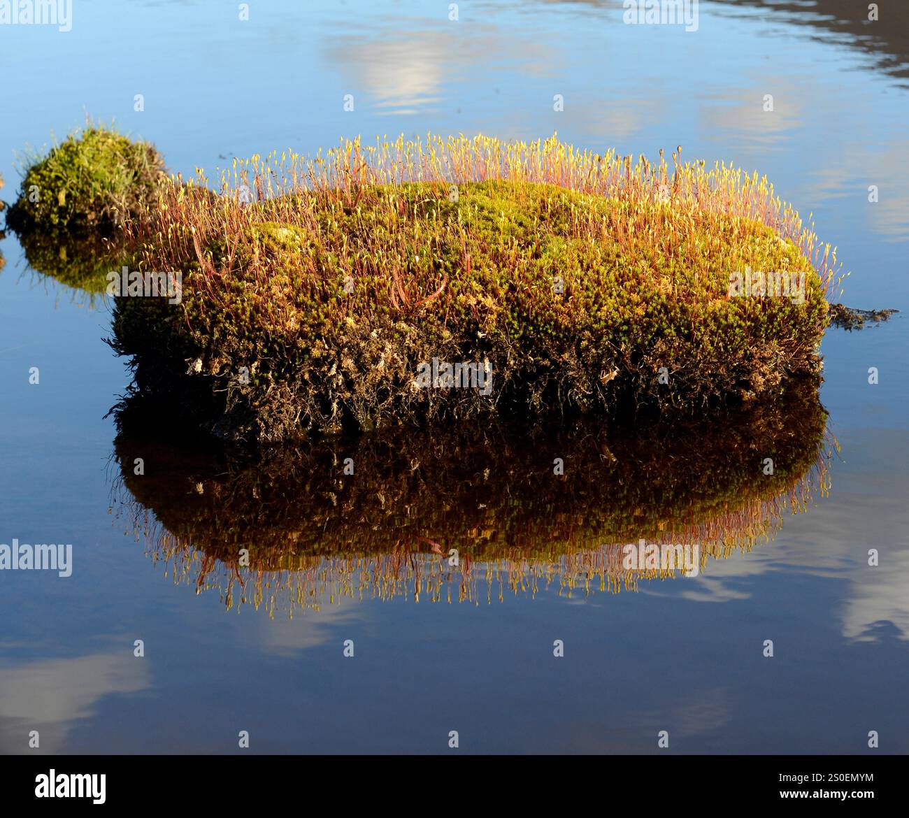 "Isole" erbose con drosera in un lago di montagna, o tarn, su Bealey Spur, Arthurs Pass, South Island, nuova Zelanda. Foto Stock