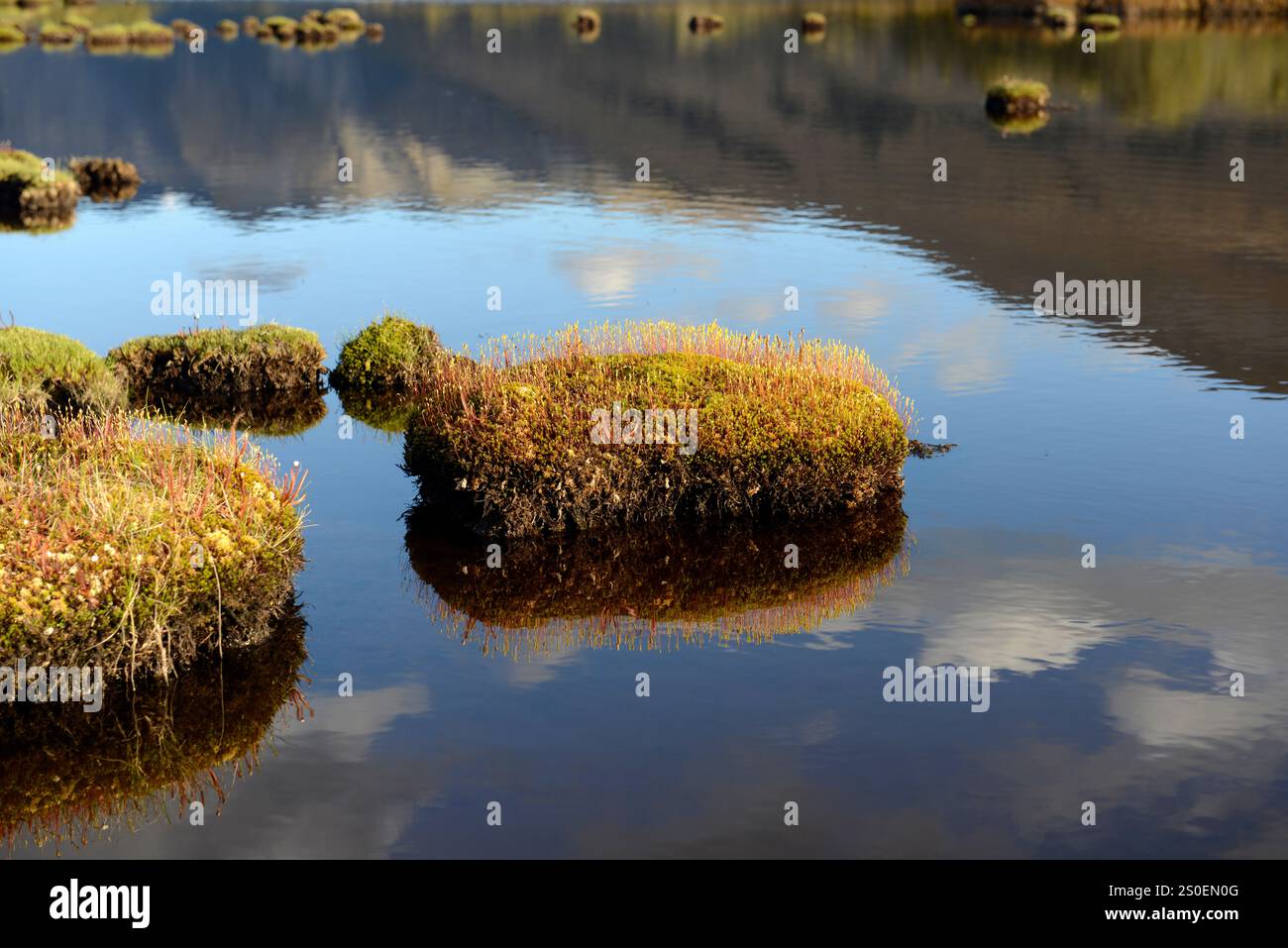 "Isole" erbose con drosera in un lago di montagna, o tarn, su Bealey Spur, Arthurs Pass, South Island, nuova Zelanda. Foto Stock