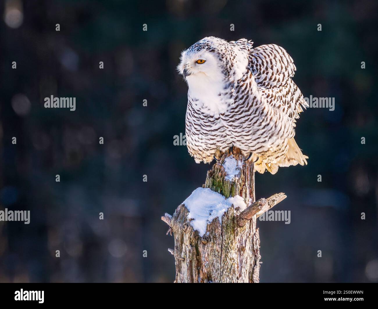 Gufo innevato (bubo scandiacus) arroccato su un palo di legno innevato in inverno, Ontario, Canada. Foto Stock