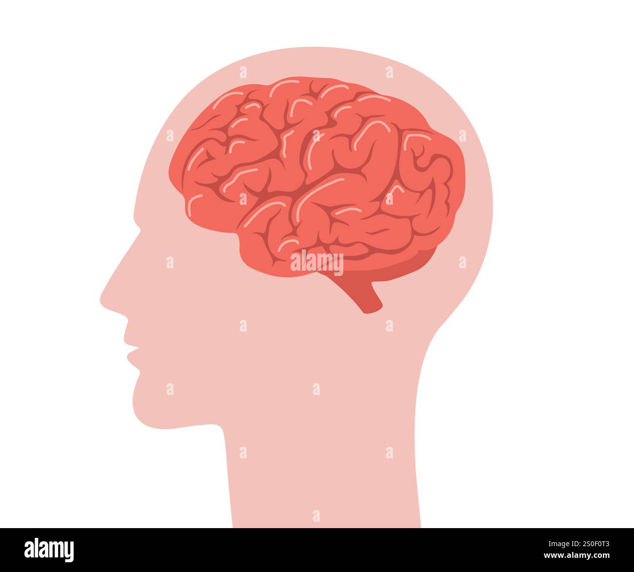 Anatomia cerebrale. Testa umana di profilo con cervello rosso dentro. Schema biologico degli organi interni. Vista laterale. Illustrazione vettoriale in stile cartone animato piatto Illustrazione Vettoriale
