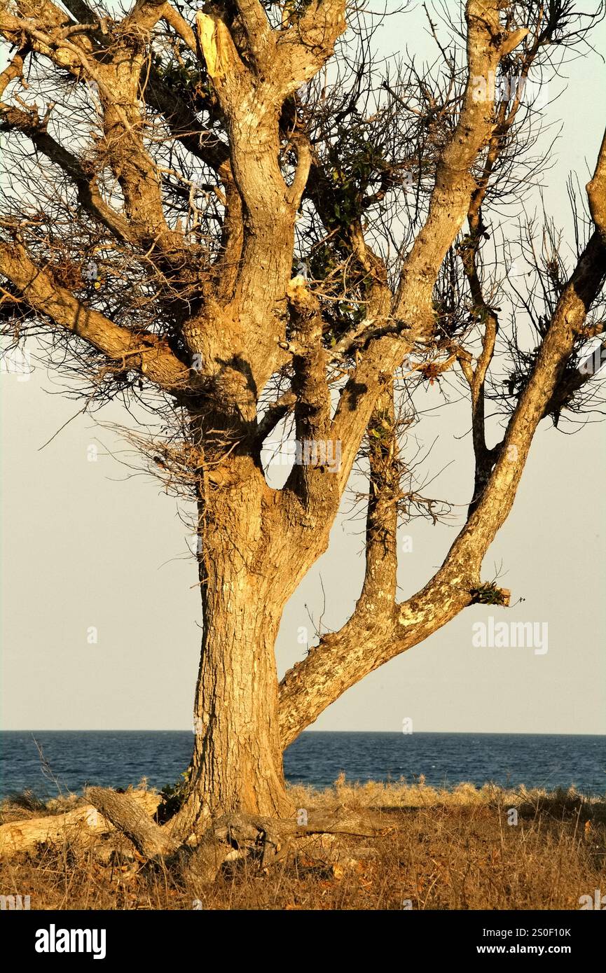 Grande albero sulla prateria costiera sullo sfondo della spiaggia di Londa Lima in un giorno luminoso durante la stagione secca a East Sumba, East Nusa Tenggara, Indonesia. Foto Stock