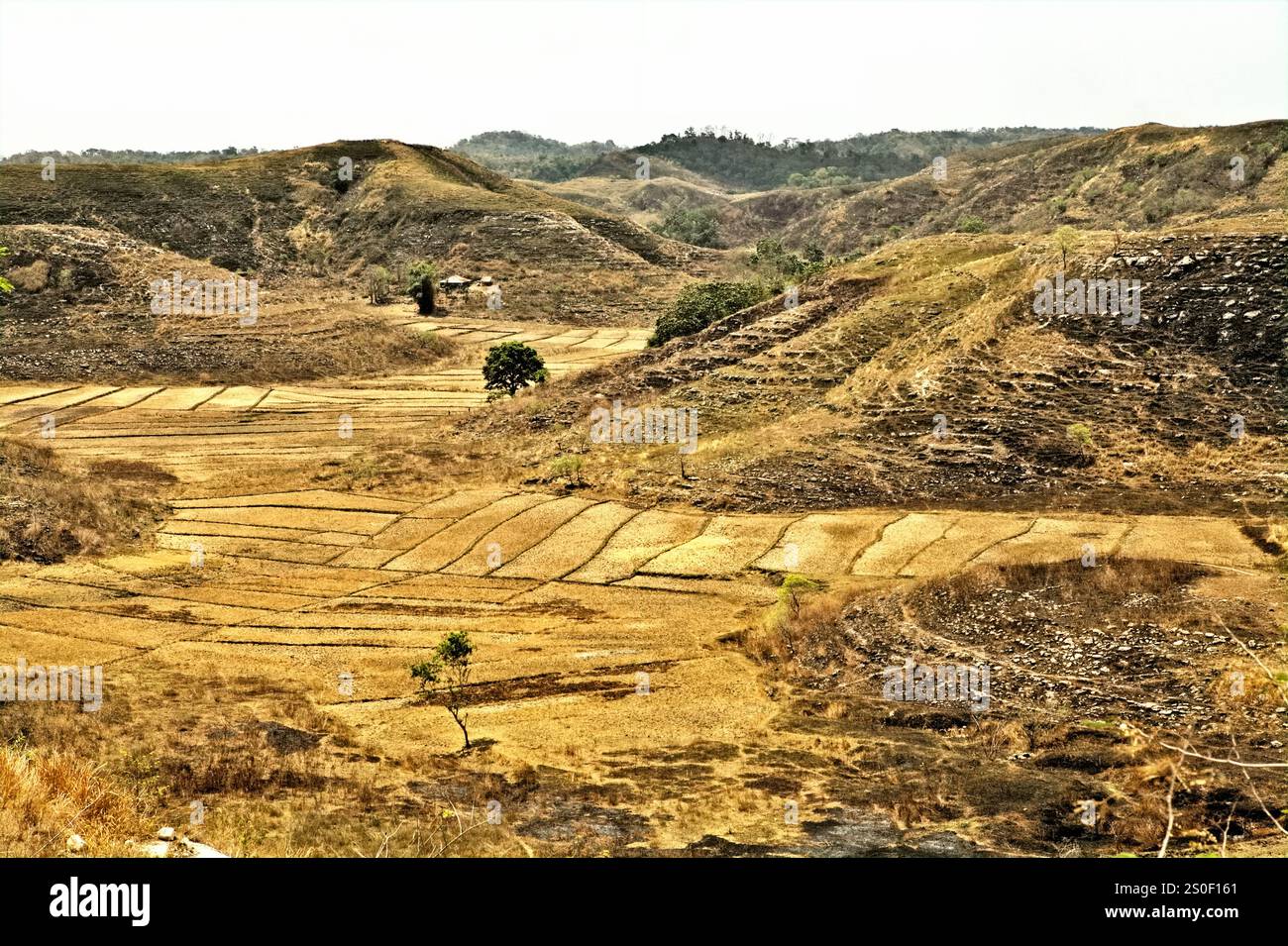 Campi agricoli secchi durante la stagione secca a Sumba Est, Nusa Tenggara Est, Indonesia. Foto Stock