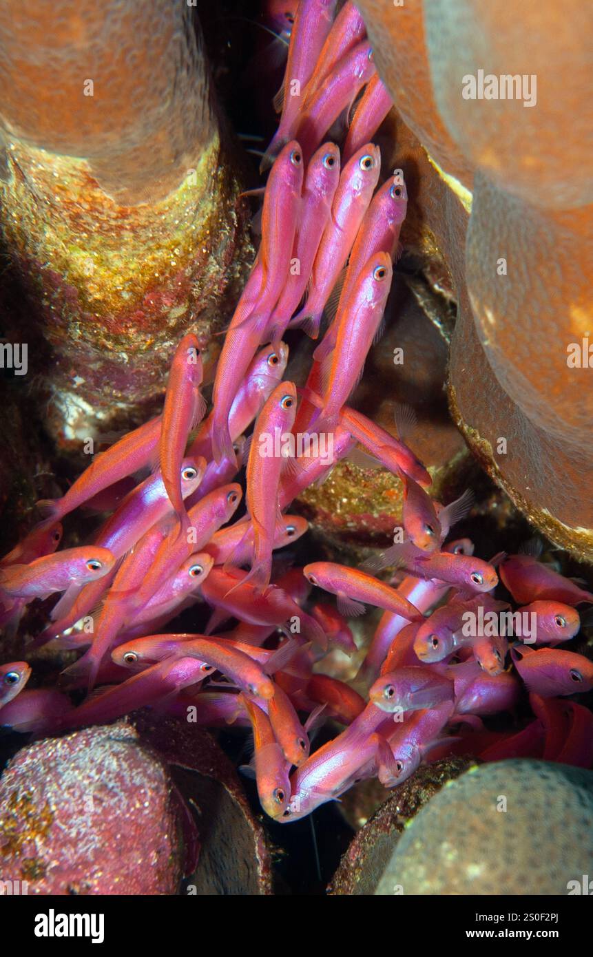 Earle's Splitfin, Luzonichthys Earlei, Flying Fish Cove, Christmas Island, Australia Foto Stock