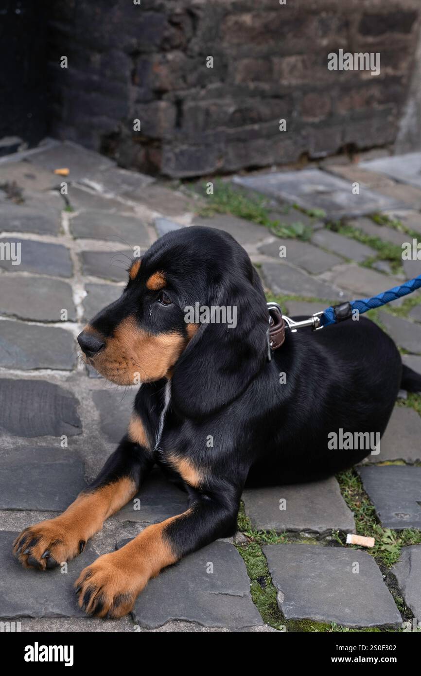 Il giovane Slovensky Kopov, il Hound slovacco slovacco o il Hound della Foresta Nera giace su pietre di pavimentazione Foto Stock