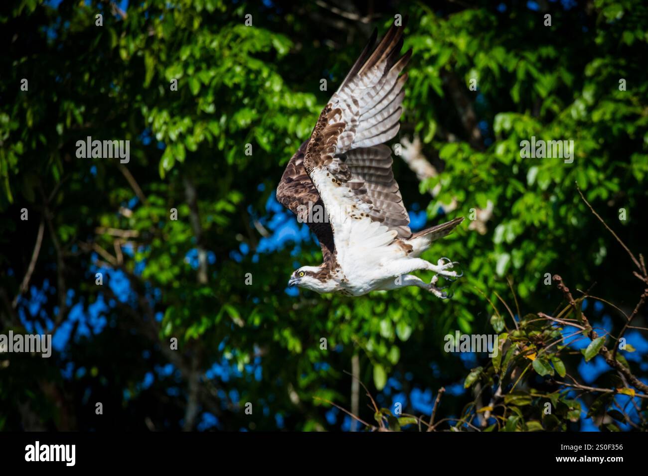 Osprey, Pandion haliaetus, nella foresta pluviale accanto a Rio Chagres, parco nazionale di Soberania, provincia del Colon, Repubblica di Panama, America centrale Foto Stock