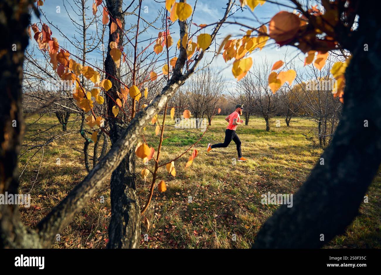 Atletico barbuto in camicia rossa che corre sul sentiero nella foresta di alberi autunnali all'alba Foto Stock