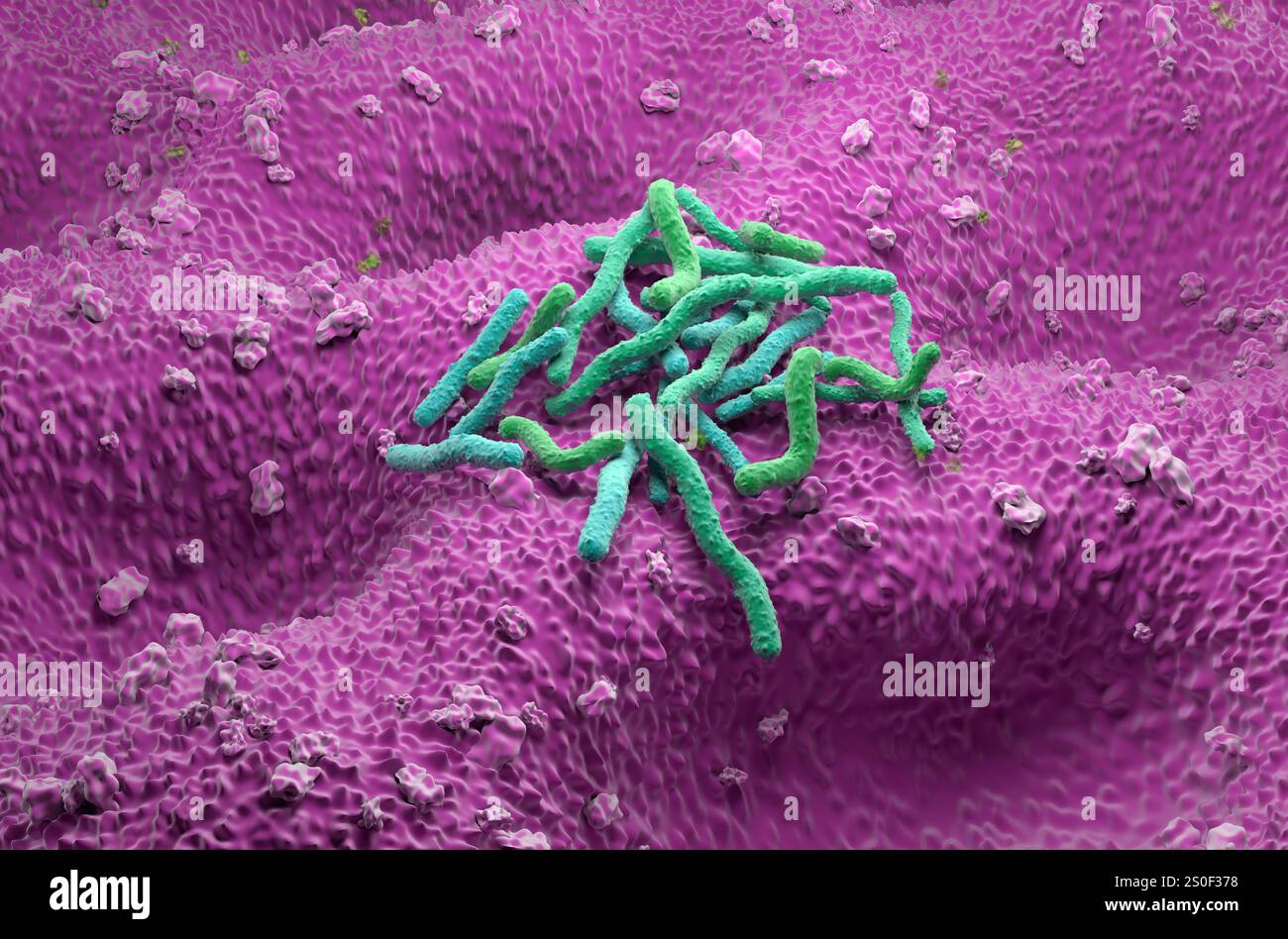 Batteri Helicobacter pylori - Vista isometrica illustrazione 3d. Foto Stock