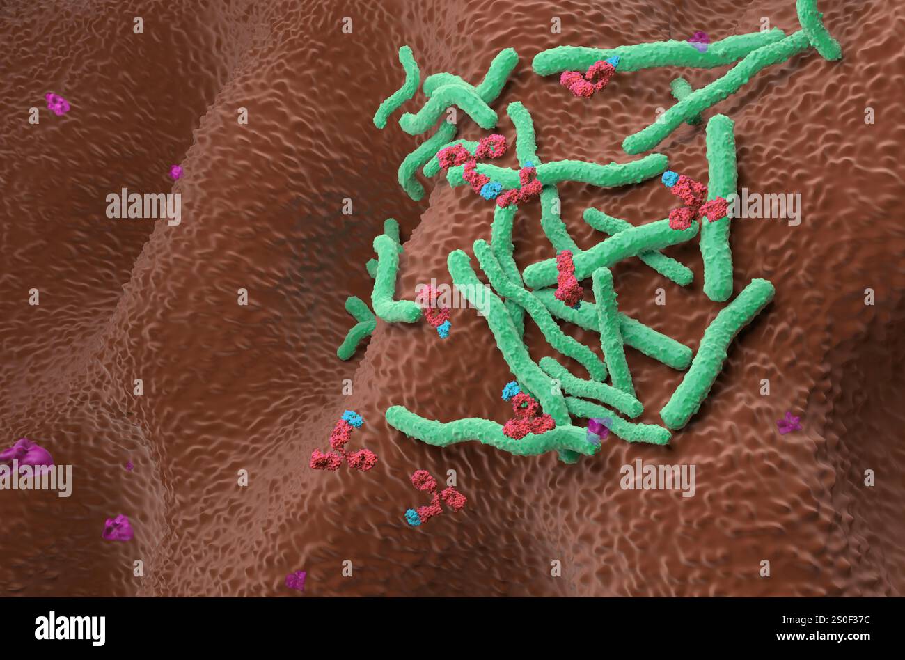 Terapia con anticorpi monoclonali nell'Helicobacter pylori - visualizzazione isometrica illustrazione 3d. Foto Stock