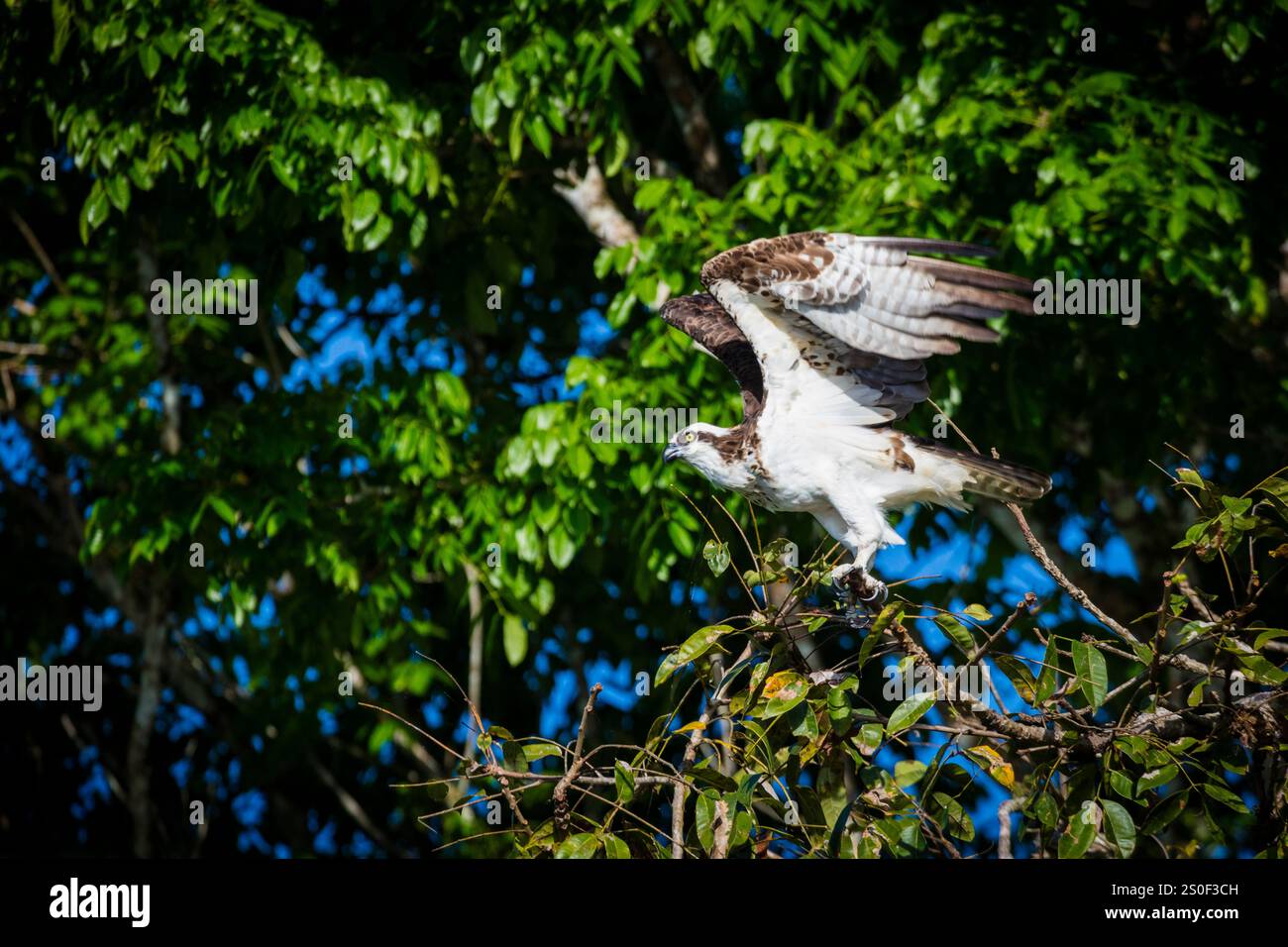 Osprey, Pandion haliaetus, nella foresta pluviale accanto a Rio Chagres, parco nazionale di Soberania, provincia del Colon, Repubblica di Panama, America centrale Foto Stock