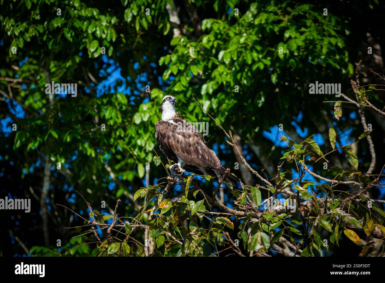Osprey, Pandion haliaetus, nella foresta pluviale accanto a Rio Chagres, parco nazionale di Soberania, provincia del Colon, Repubblica di Panama, America centrale Foto Stock
