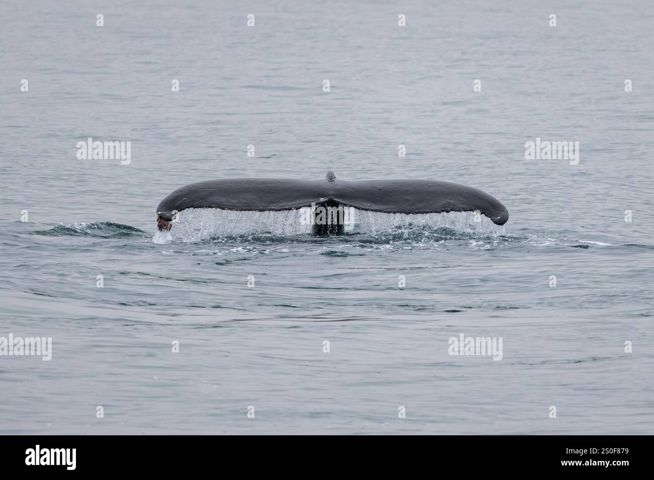 Megattere Galles della costa di Reykjavik. Foto Stock