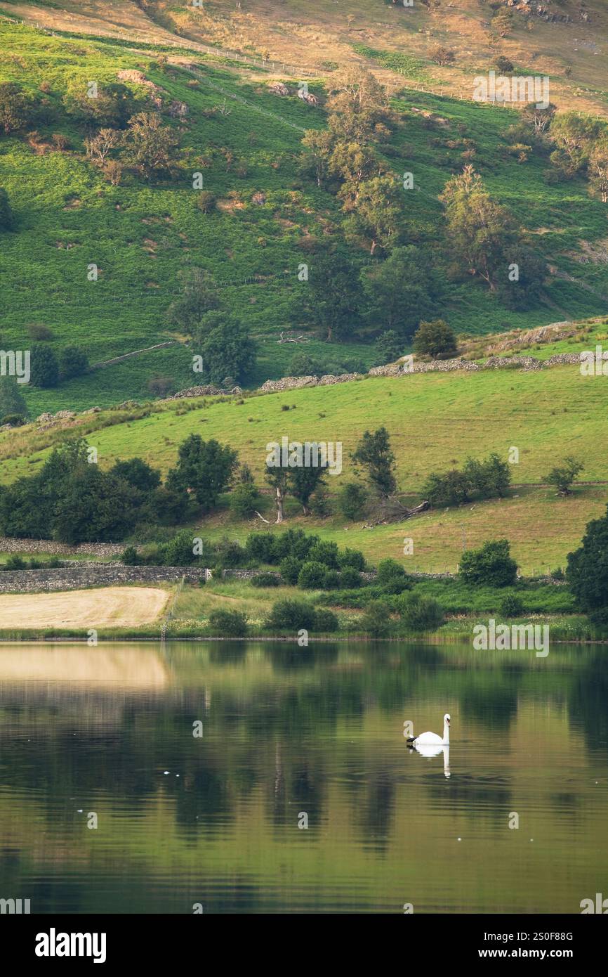 Un cigno che nuota su Brothers Water nel Lake District inglese Foto Stock
