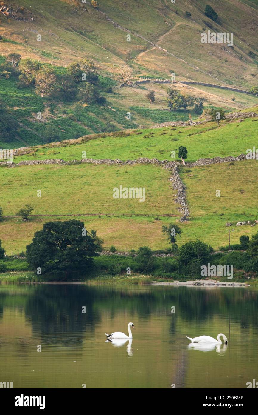 Cigni che nuotano sull'acqua Brothers nel Distretto dei Laghi Inglesi Foto Stock