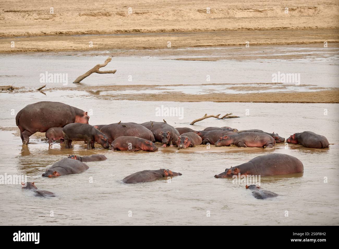 Branco di ippopotami (Hippopotamus amphibius) con bambini nel fiume Luangwa, nel Parco Nazionale Luangwa meridionale, Mfuwe, Zambia, Africa Foto Stock