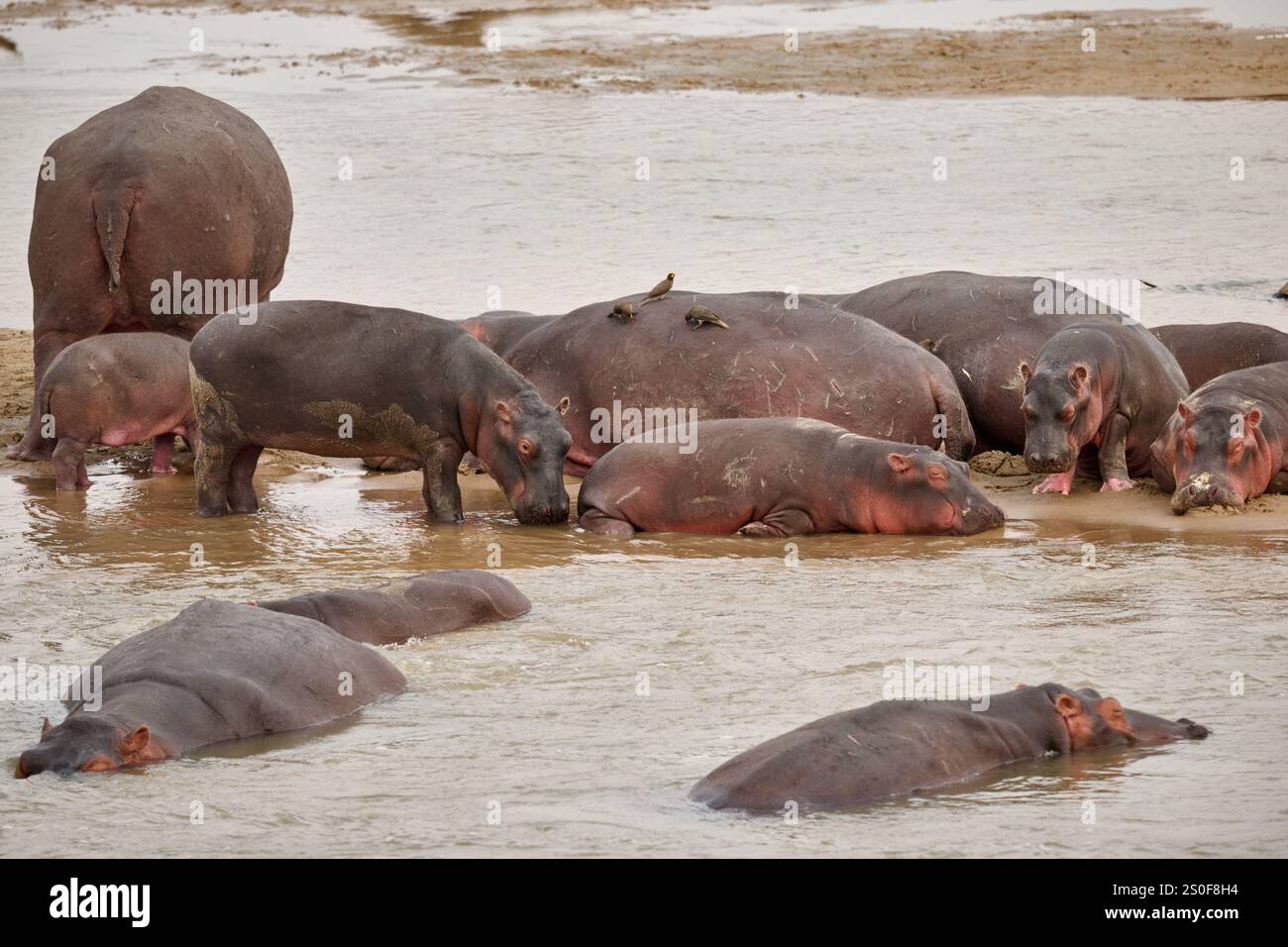 Branco di ippopotami (Hippopotamus amphibius) con bambini nel fiume Luangwa, nel Parco Nazionale Luangwa meridionale, Mfuwe, Zambia, Africa Foto Stock