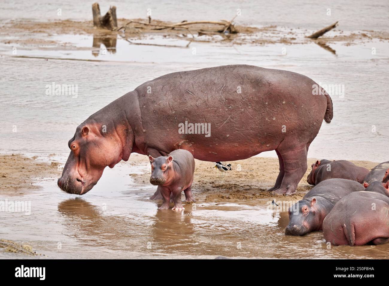 Branco di ippopotami (Hippopotamus amphibius) con bambini nel fiume Luangwa, nel Parco Nazionale Luangwa meridionale, Mfuwe, Zambia, Africa Foto Stock