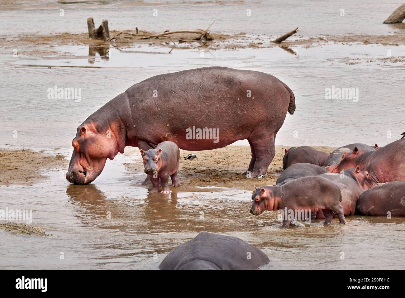 Branco di ippopotami (Hippopotamus amphibius) con bambini nel fiume Luangwa, nel Parco Nazionale Luangwa meridionale, Mfuwe, Zambia, Africa Foto Stock