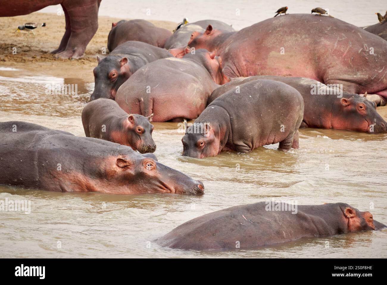 Branco di ippopotami (Hippopotamus amphibius) con bambini nel fiume Luangwa, nel Parco Nazionale Luangwa meridionale, Mfuwe, Zambia, Africa Foto Stock