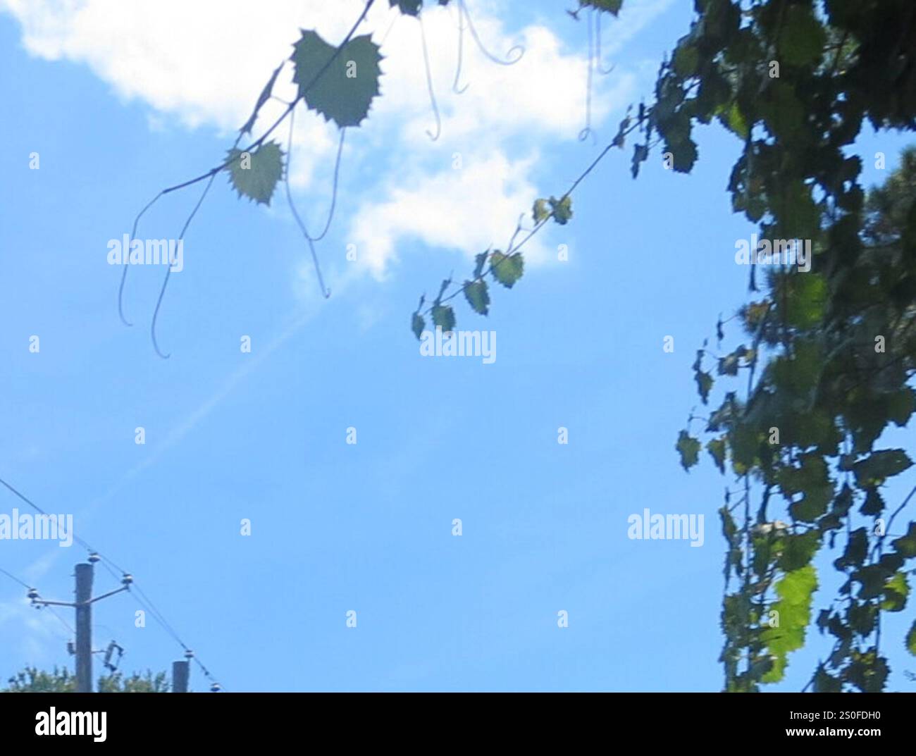 Muscadina (Vitis rotundifolia) Foto Stock