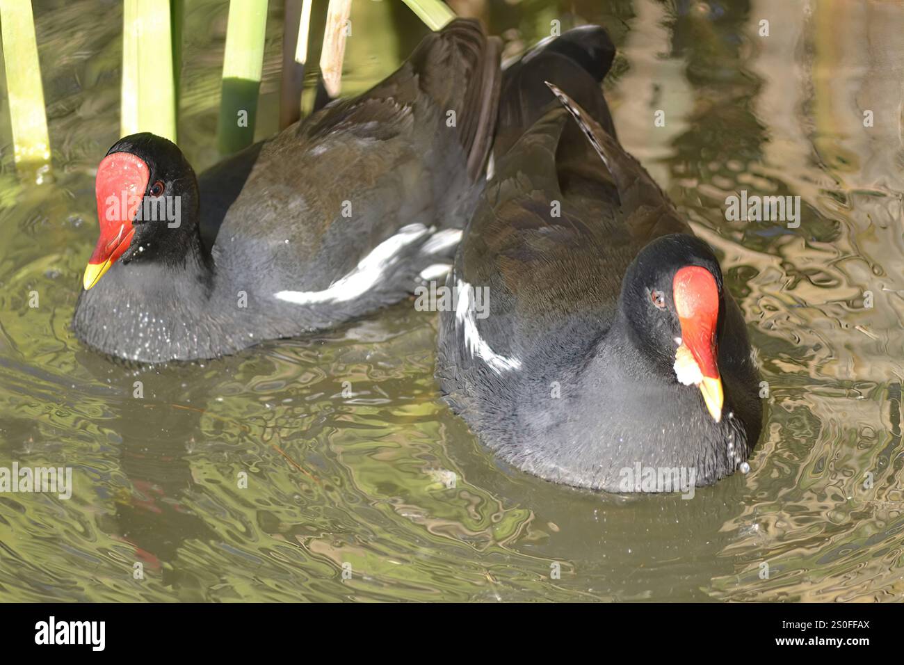 Un paio di Common Moorhens (Rallidae) in una diga di Vierlanden, Durbanville, nel Capo Occidentale. Foto Stock