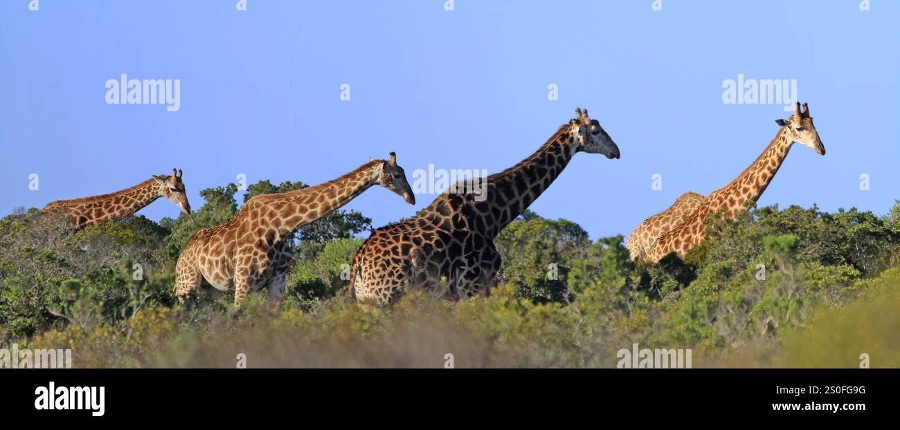 Un viaggio di giraffe (Giraffa camelopardalis) che si muove attraverso fitte cespugli sulla costa occidentale del Sudafrica. Foto Stock