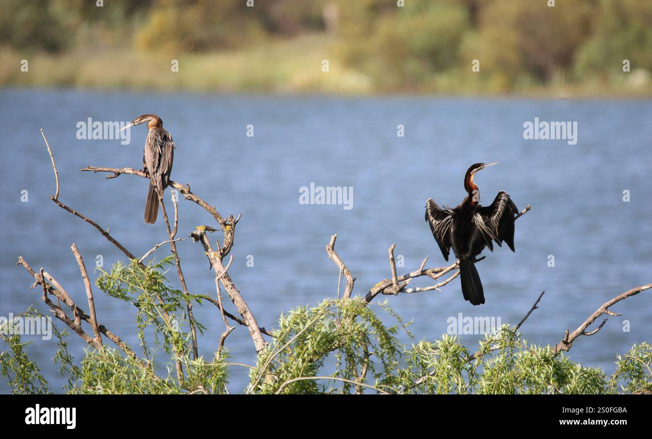 Un Darter africano maschio o un uccello serpente (Anhinga rufa) che asciuga le ali, seduto con una femmina su un albero in una diga sul Knersvlakte, Namaqualand, nell'AF del Sud Foto Stock