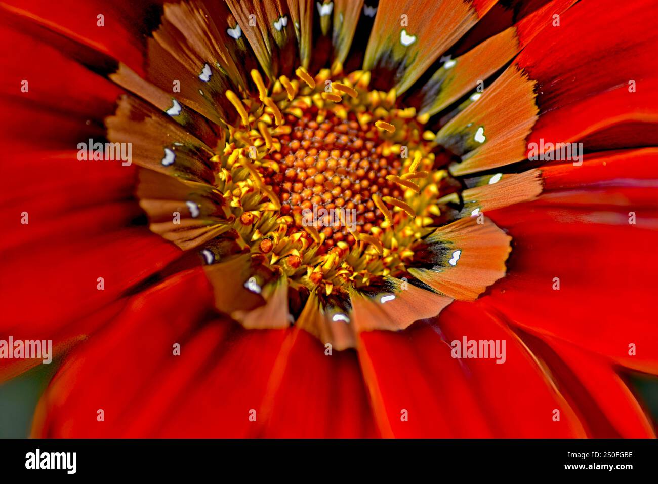 Cuore d'oro di una Gazania rossa (Asteraceae) che cresce sul Knersvlakte nel Namaqualand in Sud Africa. Foto Stock