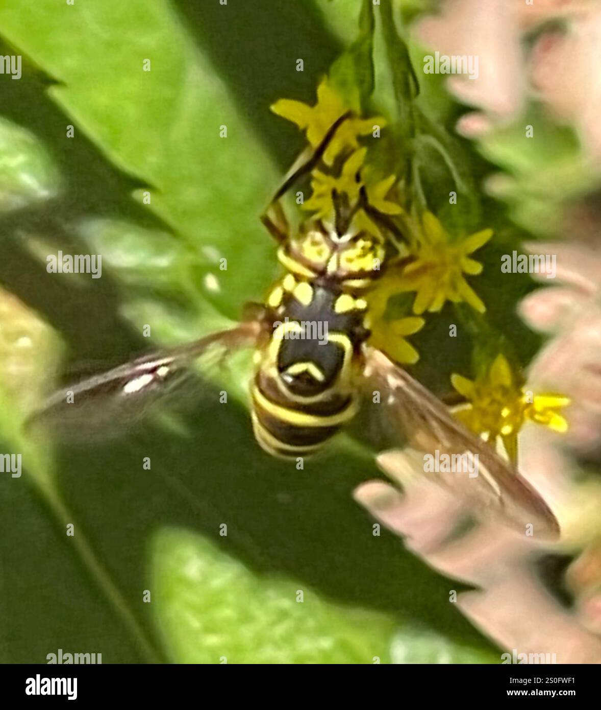 Volo sul calabrone orientale (Spilomyia longicornis) Foto Stock
