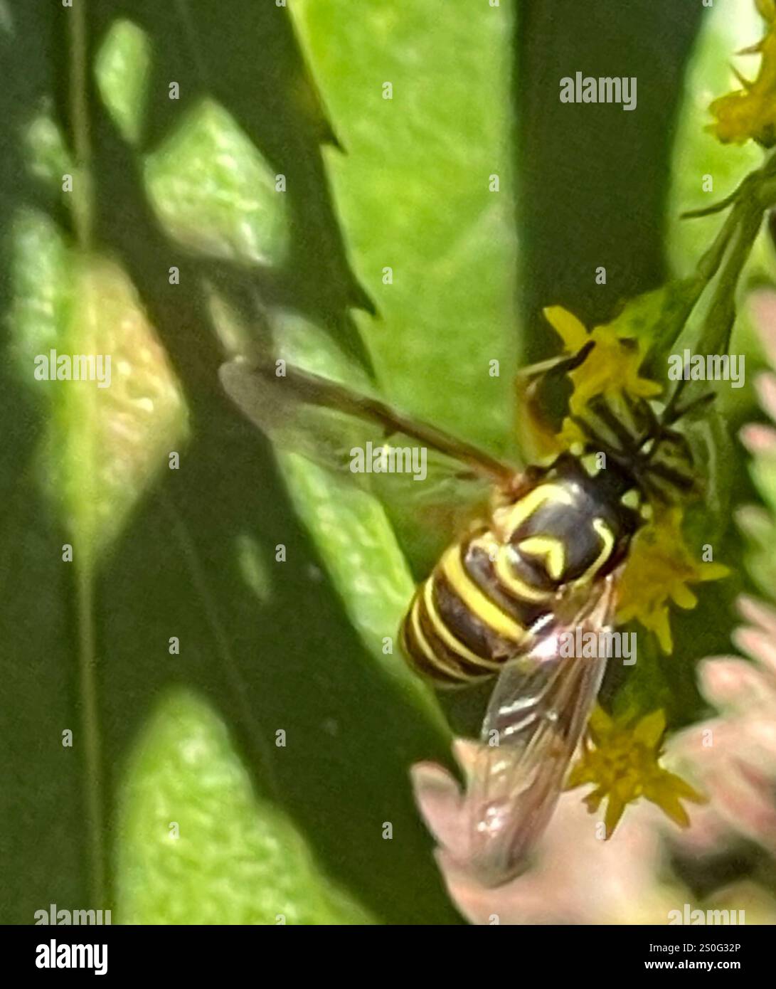 Volo sul calabrone orientale (Spilomyia longicornis) Foto Stock
