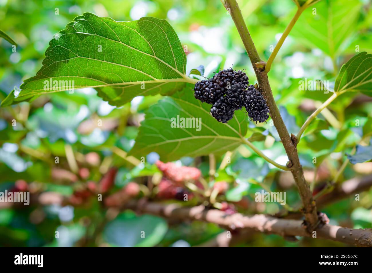 mulberry pronto a mangiare sugli alberi Foto Stock