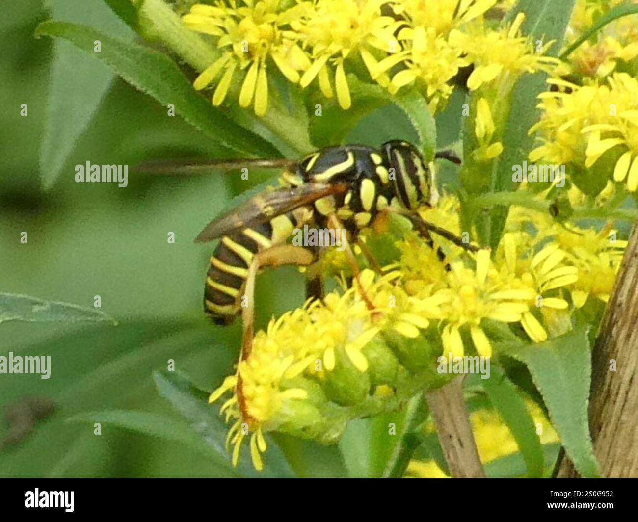 Volo sul calabrone orientale (Spilomyia longicornis) Foto Stock