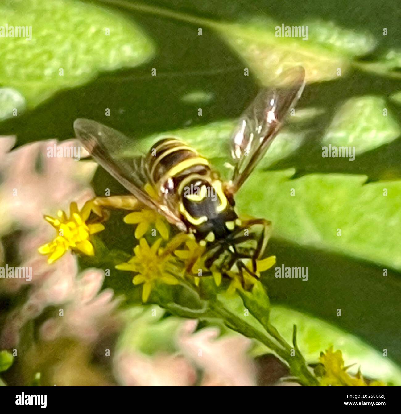 Volo sul calabrone orientale (Spilomyia longicornis) Foto Stock