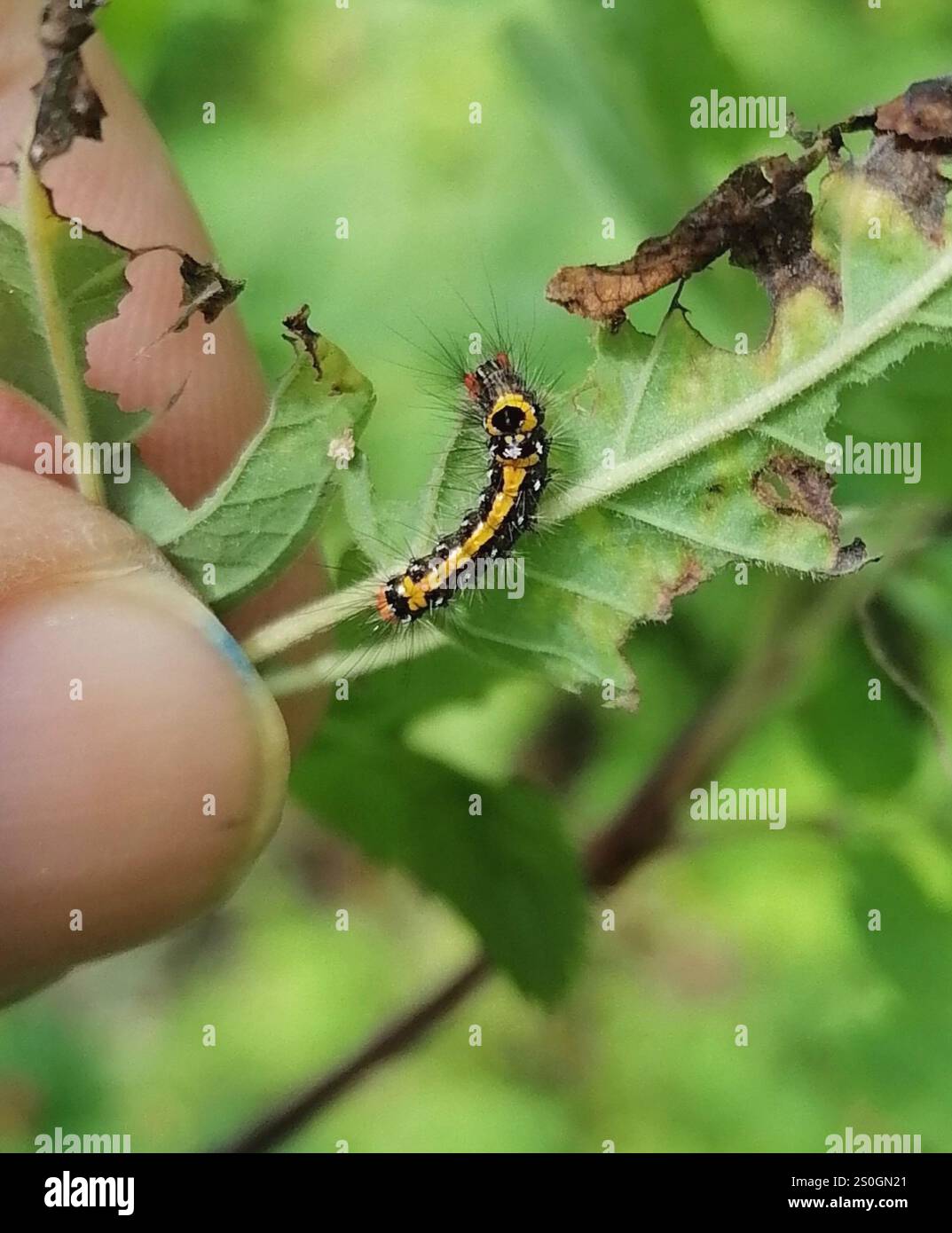 Swan Moth (Sphrageidus similis) Foto Stock
