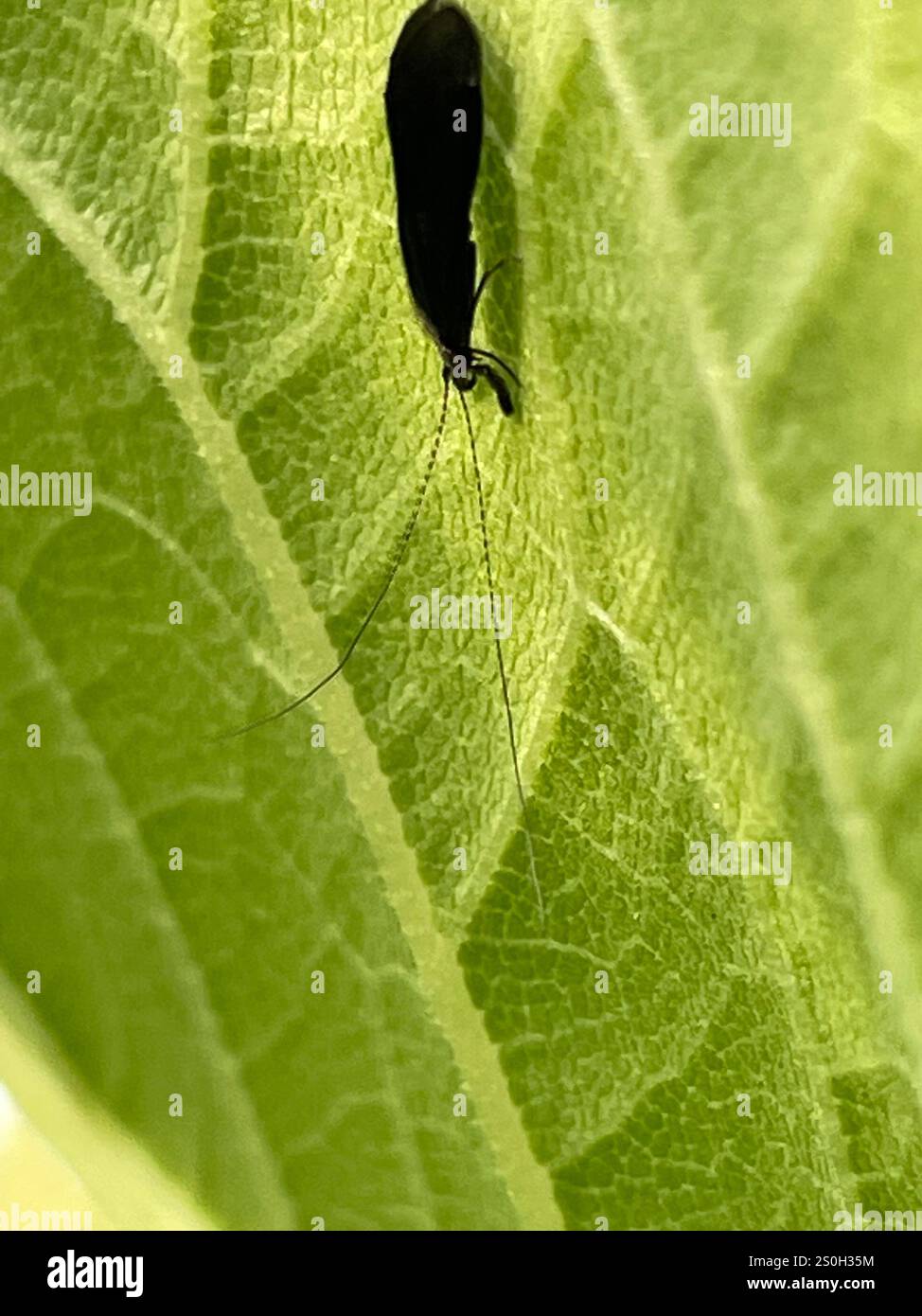 Black Dancer Caddisfly (Mystacides sepulchralis) Foto Stock