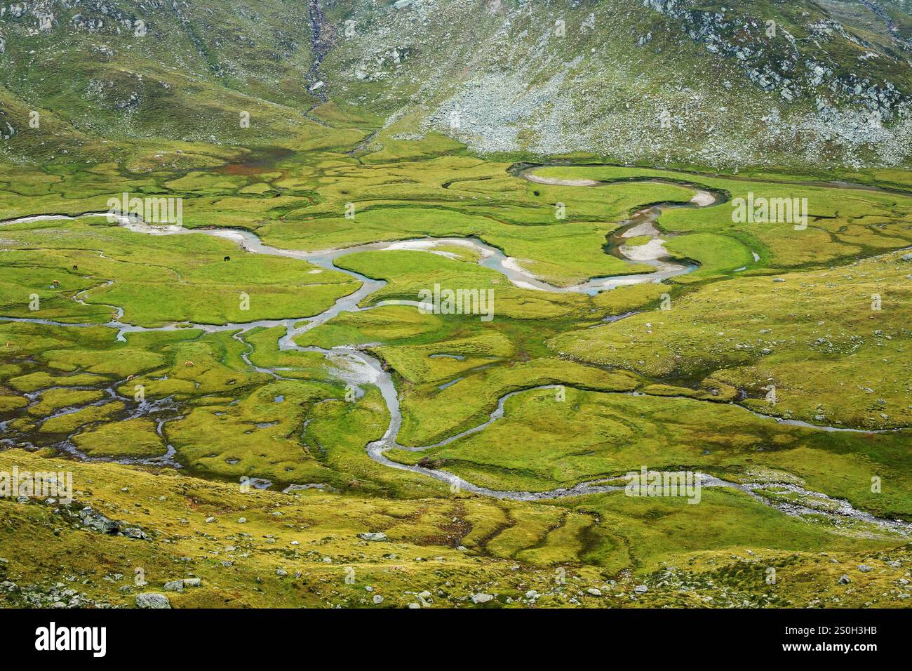 Torbiera alpina, Oberkrumpwasser. Alpe del Tumulo, alta valle della Passiria. Verdi prati alpini, zone umide, ruscelli alpini. Alpi italiane. Europa. Foto Stock