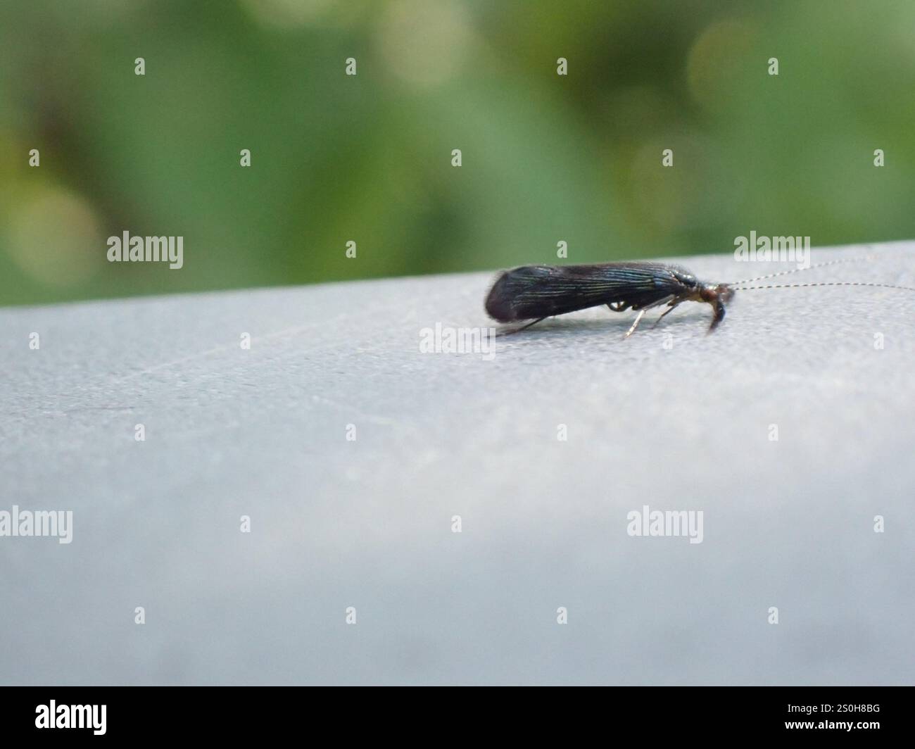Black Dancer Caddisfly (Mystacides sepulchralis) Foto Stock